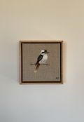 'Kookaburra'