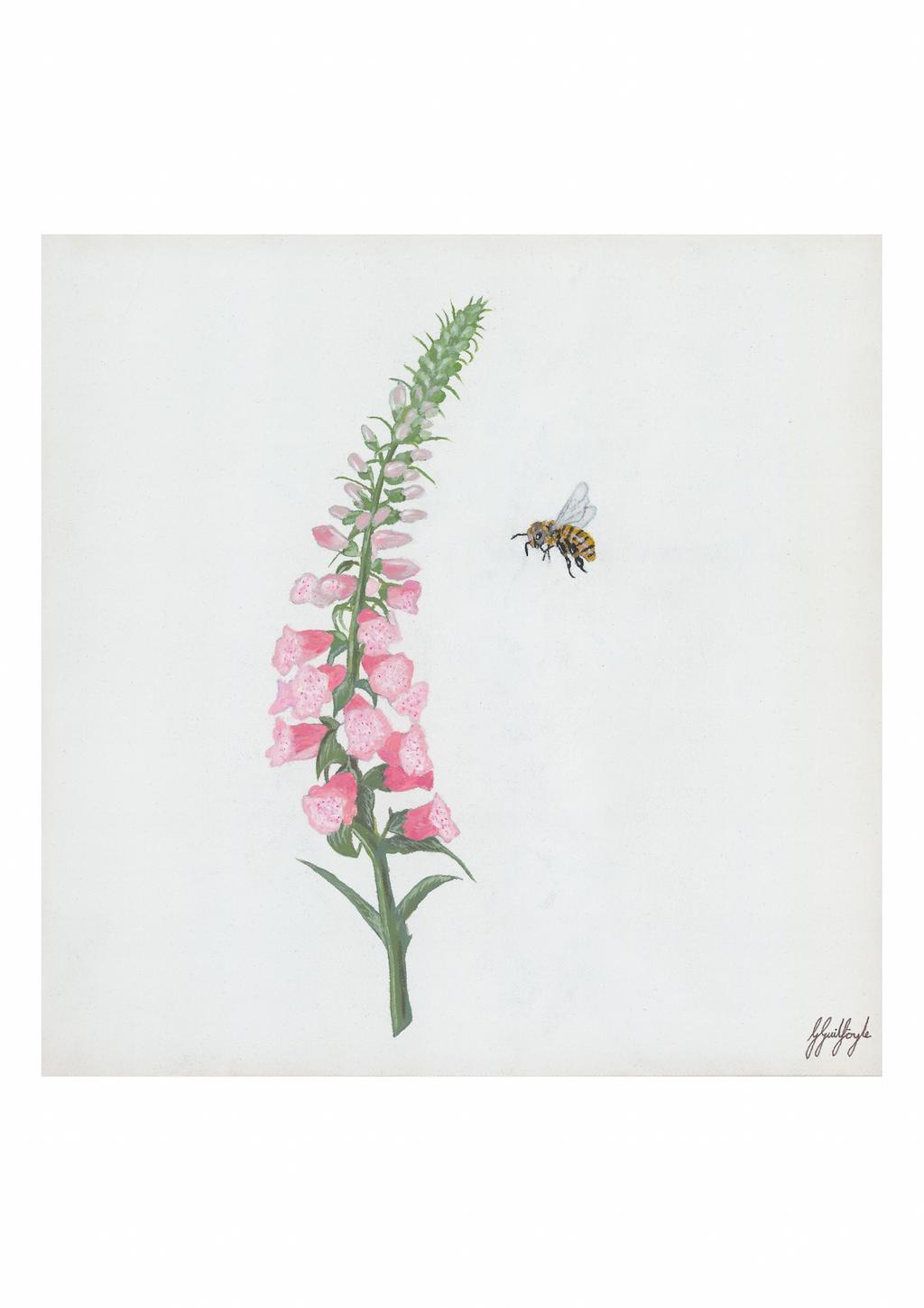 'Foxglove & Bee' Print (4 sizes)